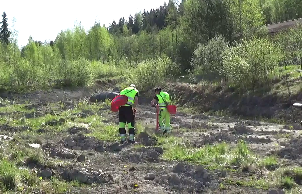 Tampere-talo sai Lempäälän Kuljuun oman hiilinielun – puiden kasvua voi  käydä seuraamassa lähimetsässä - Lempäälä