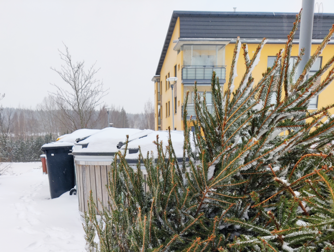 Joulukuusi roskisten vieressä. Taustalla näkyy keltainen kerrostalo.